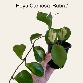 Rubra Hoya Carnosa plant in Memphis, Tennessee