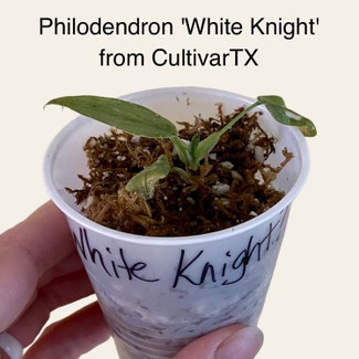 White Knight plant in Memphis, Tennessee