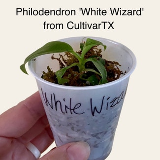Philodendron 'White Wizard' plant in Memphis, Tennessee