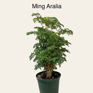 Ming Aralia plant in Memphis, Tennessee