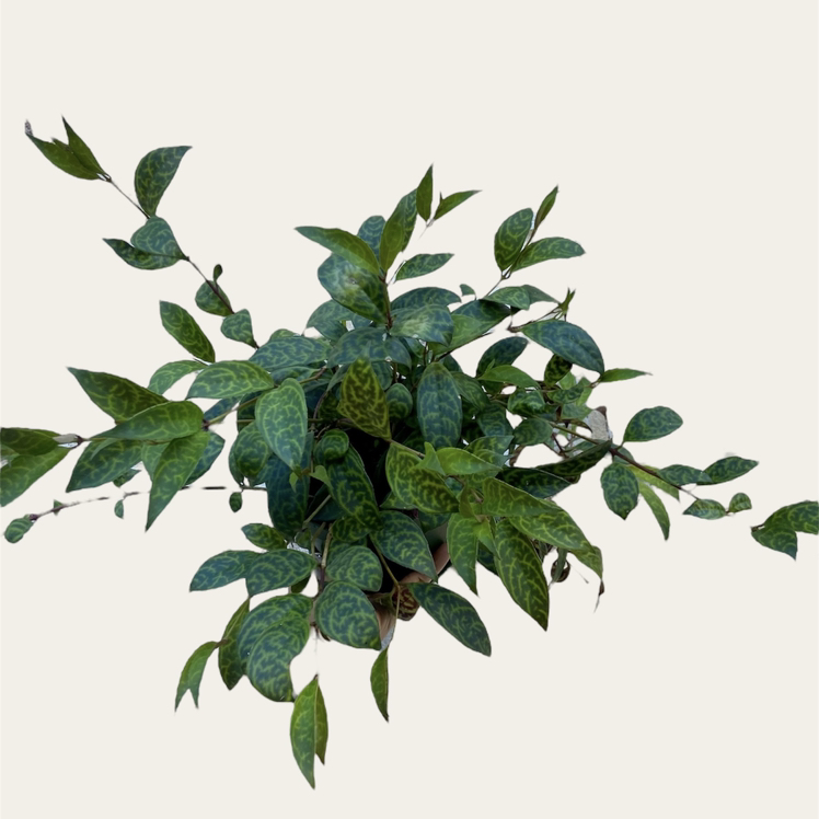 GH - Aeschynanthus longicaulis 'Black Pagoda'