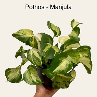 Manjula Pothos plant in Memphis, Tennessee