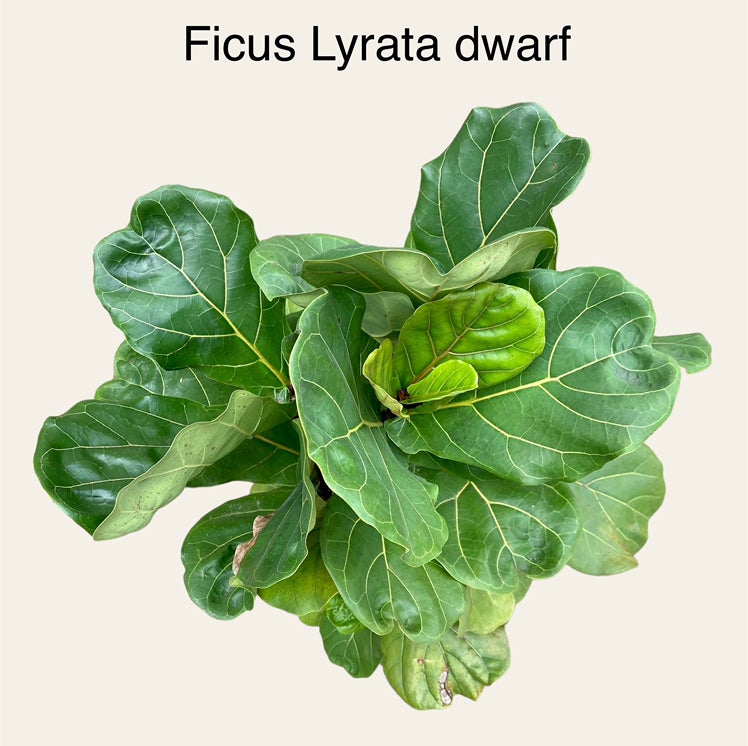 GH - Fiddle Leaf (multi-stem)