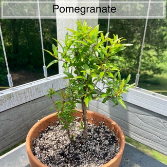 Pomegranate plant in Memphis, Tennessee
