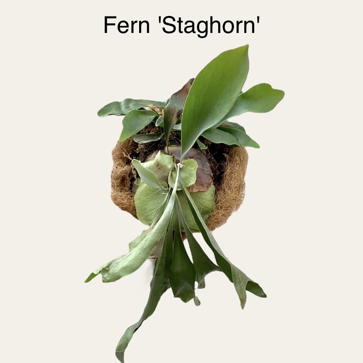 Photo of the plant species Platycerium Alcicorne by @sarah10orio named GH - Fern 'Staghorn' on Greg, the plant care app