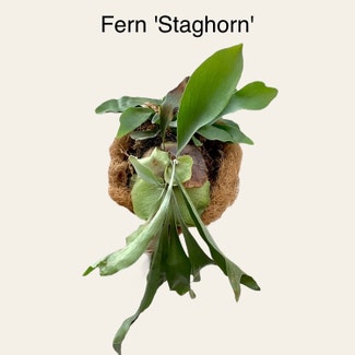 Staghorn Fern plant in Memphis, Tennessee