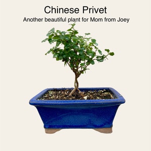 Chinese Privet plant photo by @sarahsalith named GH - Another Beautiful Plant (from Joey) on Greg, the plant care app.
