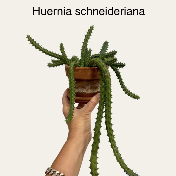 Photo of the plant species Red Dragon Flower by @sarah10orio named GH - Red Dragon - huernia schneideria on Greg, the plant care app