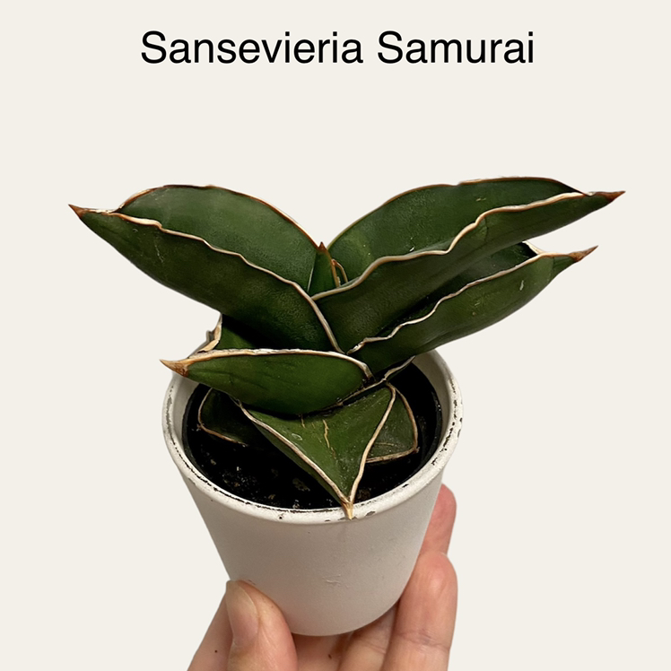 Living Room - Sansevieria Samurai