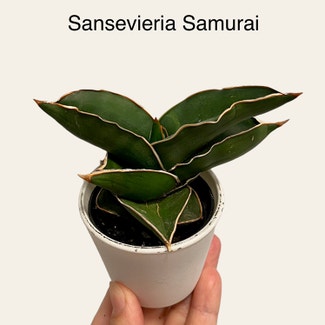 Sansevieria 'Samurai Dwarf' plant in Memphis, Tennessee