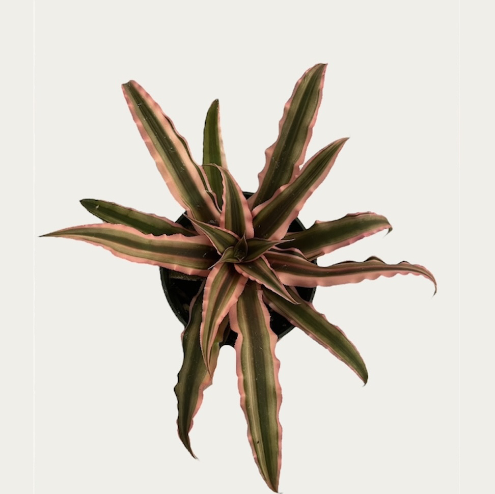 Photo of the plant species Cryptanthus spp. by @sarah10orio named Shower - Cryptanthus Pink Earthstar on Greg, the plant care app