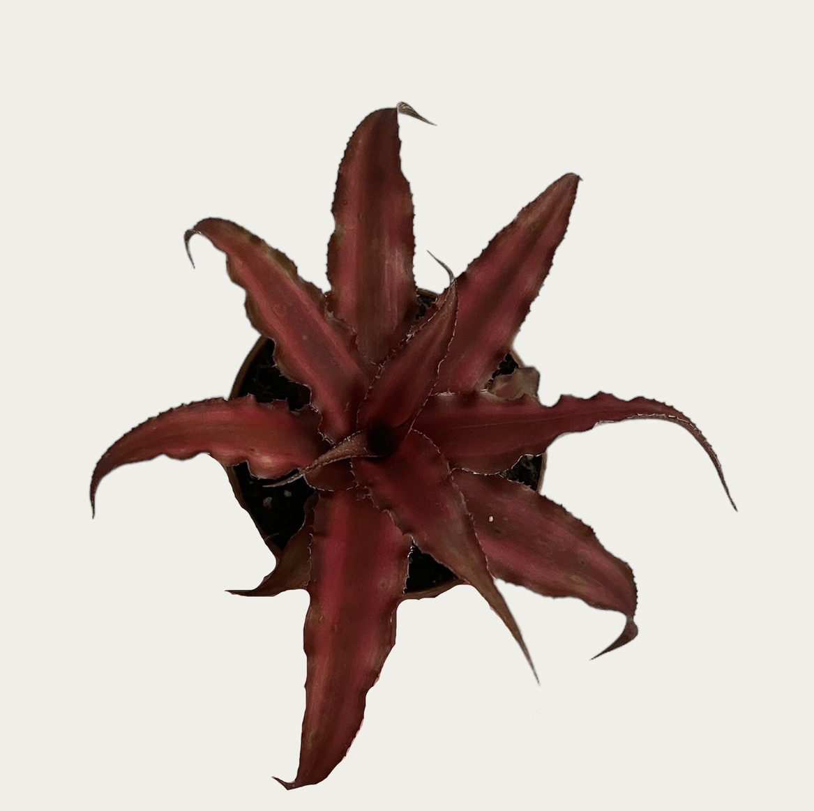 Photo of the plant species Cryptanthus spp. by @sarah10orio named Shower - Cryptanthus Fire Mystic on Greg, the plant care app