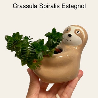 Crassula 'Spiralis' plant in Memphis, Tennessee