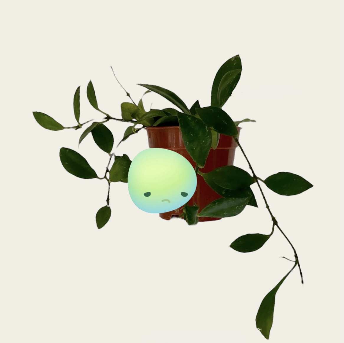 Photo of the plant species Hoya sipitangensis by @sarah10orio named Hoya 'Sipitangensis' on Greg, the plant care app