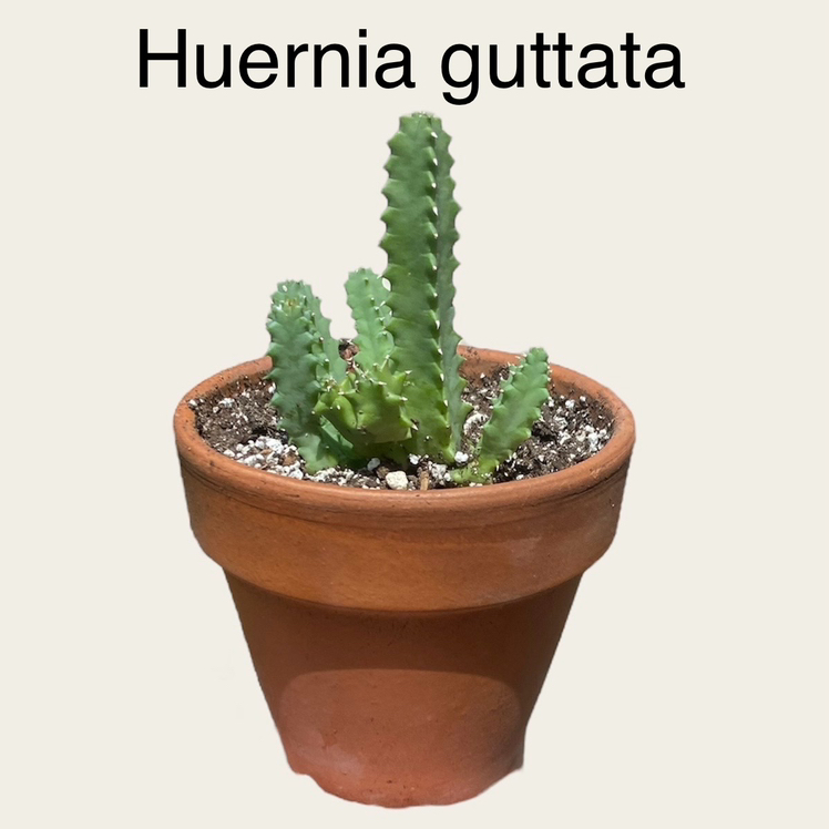 Photo of the plant species Lifesaver Cactus by @sarah10orio named Huernia guttata on Greg, the plant care app