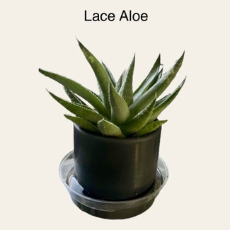 Lace Aloe plant in Memphis, Tennessee