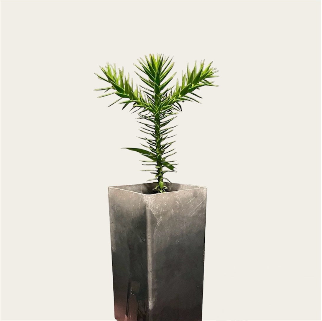 Monkey Puzzle Tree Plant Care: Water, Light, Nutrients | Greg App 🌱