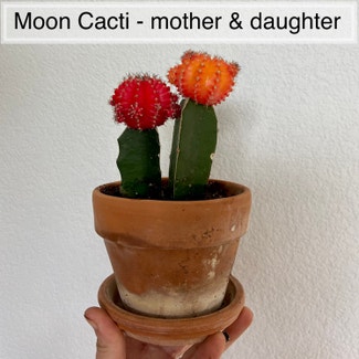 Moon Cactus plant in Memphis, Tennessee