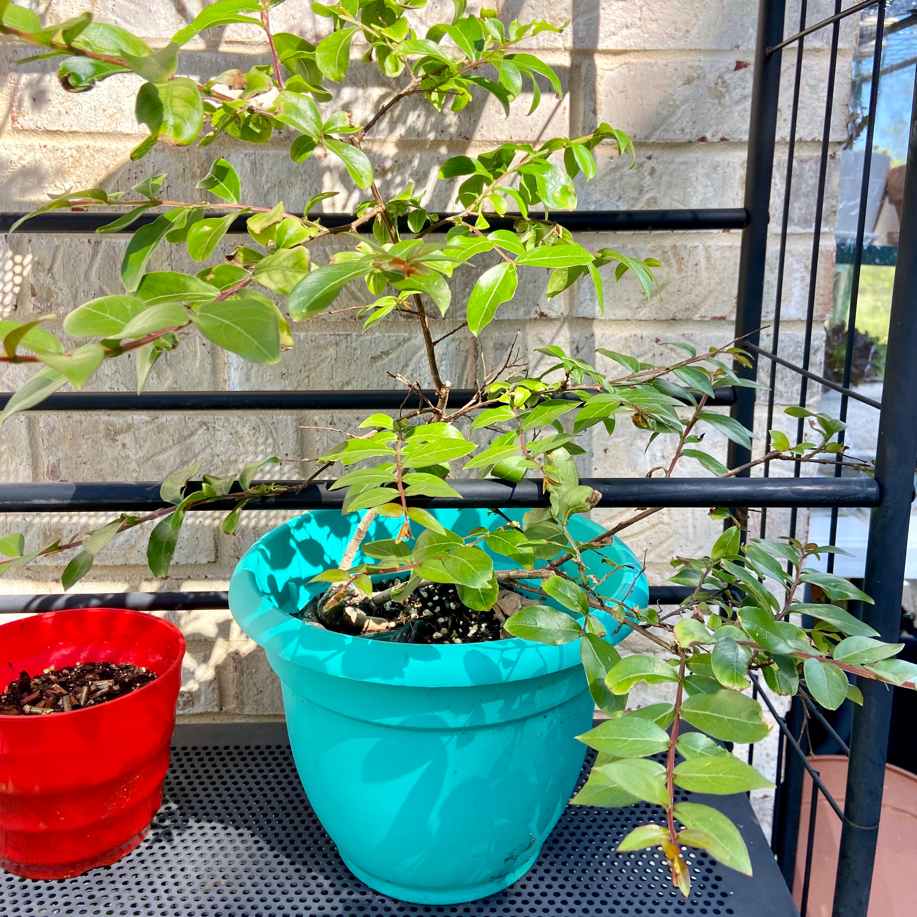 Healthy, thriving Cape Myrtle plant in turquoise pot on patio with two smaller potted plants.