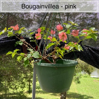 Lesser Bougainvillea plant in Memphis, Tennessee