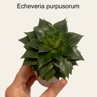 Echeveria purpusiorum plant in Memphis, Tennessee