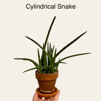 Cylindrical Snake Plant plant in Memphis, Tennessee