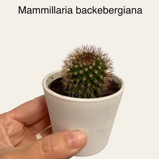 Mammillaria backebergiana plant in Memphis, Tennessee