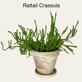 Rattail Crassula plant in Memphis, Tennessee