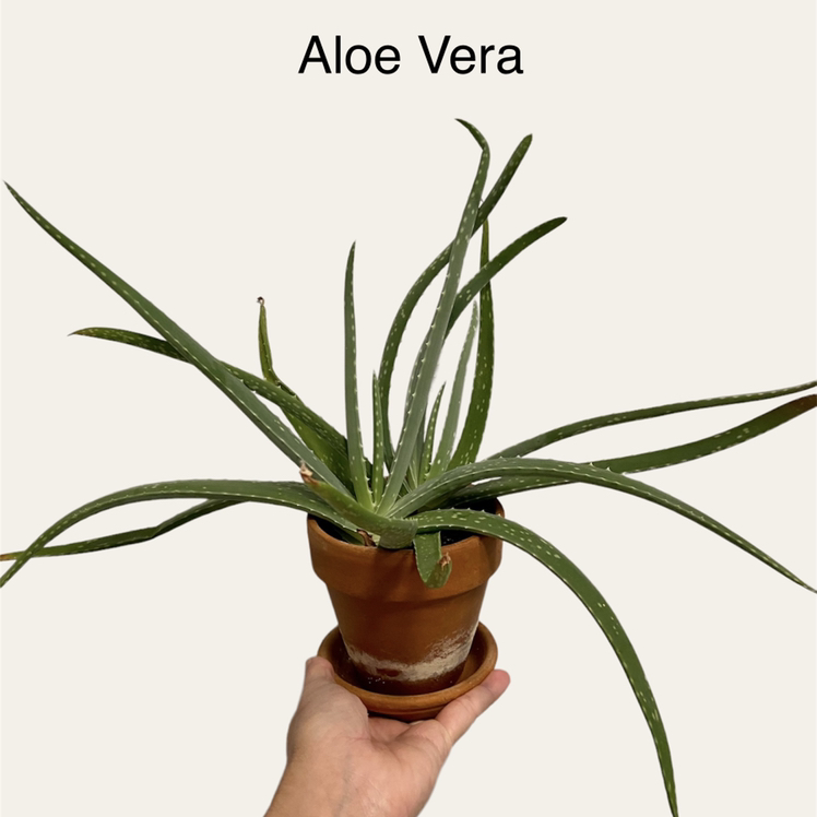 Aloe vera plant photo by @sarah10orio named Bedroom - Aloe Vera on Greg, the plant care app.