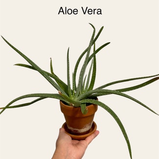 Aloe Vera plant in Memphis, Tennessee