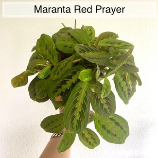 Red Prayer Plant plant in Memphis, Tennessee