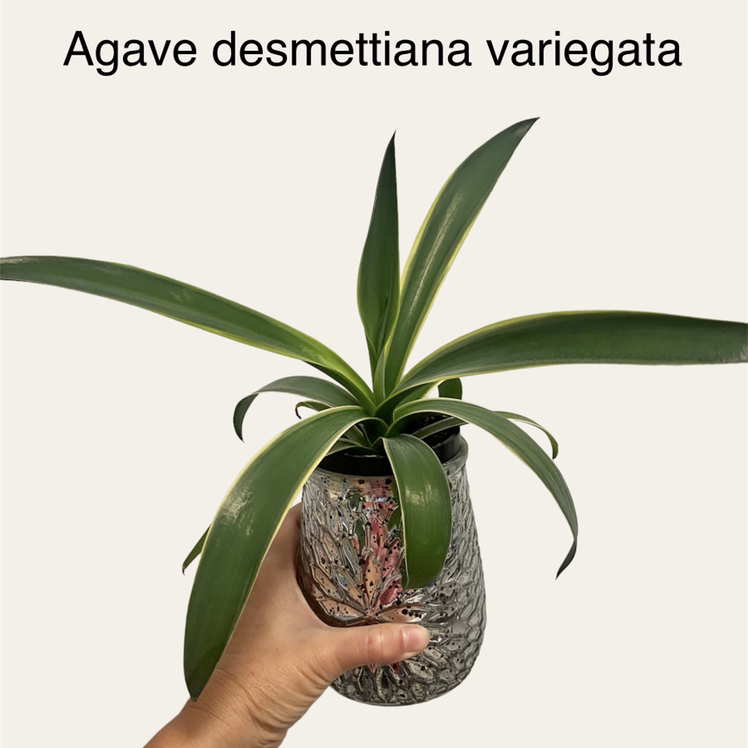 Photo of the plant species Agave demeesteriana by @sarah10orio named GH - Agave desmettiana variegata on Greg, the plant care app