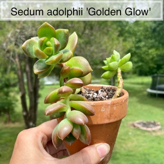 Sedum adolphi 'Golden Glow' plant in Memphis, Tennessee