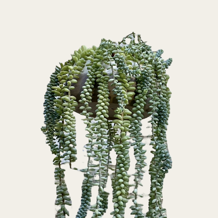 Burro's Tail plant photo by @sarah10orio named GH - Burro's Tail on Greg, the plant care app.