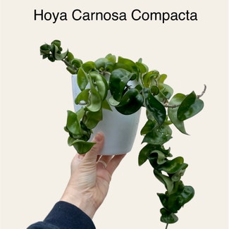 Hoya carnosa 'Compacta' plant in Memphis, Tennessee