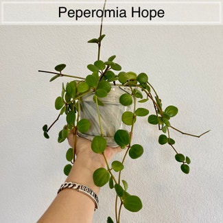 Peperomia 'Hope' plant in Memphis, Tennessee