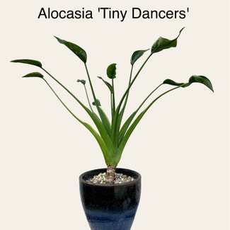 Alocasia Tiny Dancers plant in Memphis, Tennessee
