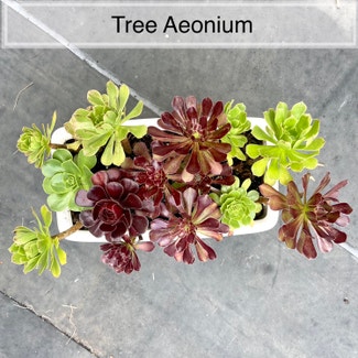 Tree Aeonium plant in Memphis, Tennessee