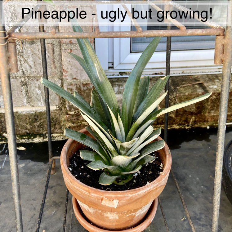 A young pineapple plant growing in a terracotta pot outdoors. The spiky green leaves are healthy and tightly bunched.