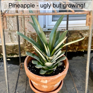 Pineapple plant in Memphis, Tennessee