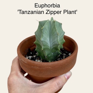 Tanzania Zipper Plant plant in Memphis, Tennessee