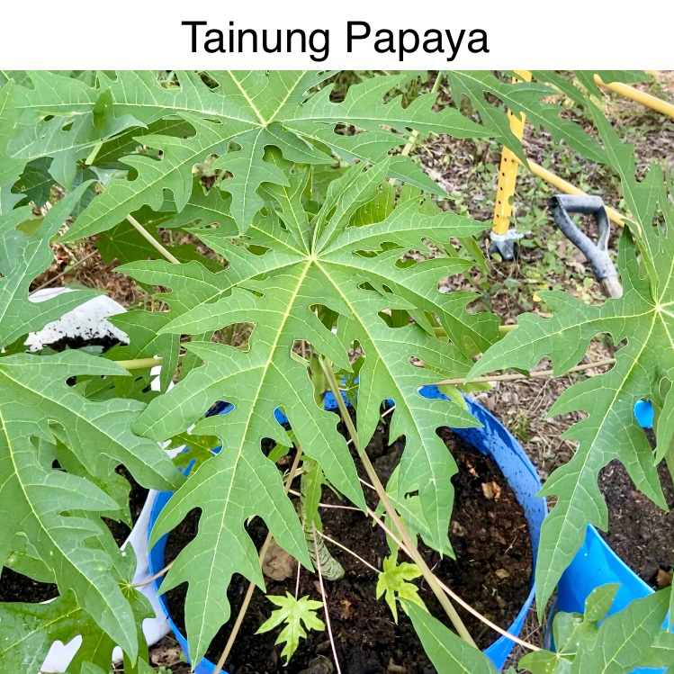 Garage - Tainung Papaya