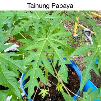 Papaya plant in Memphis, Tennessee