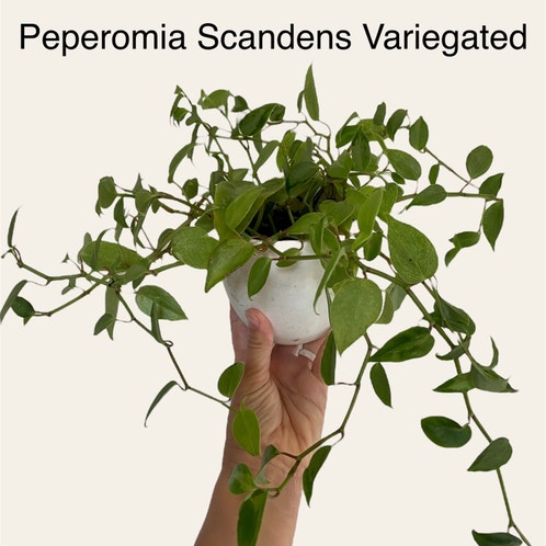 Peperomia Scandens Variegated