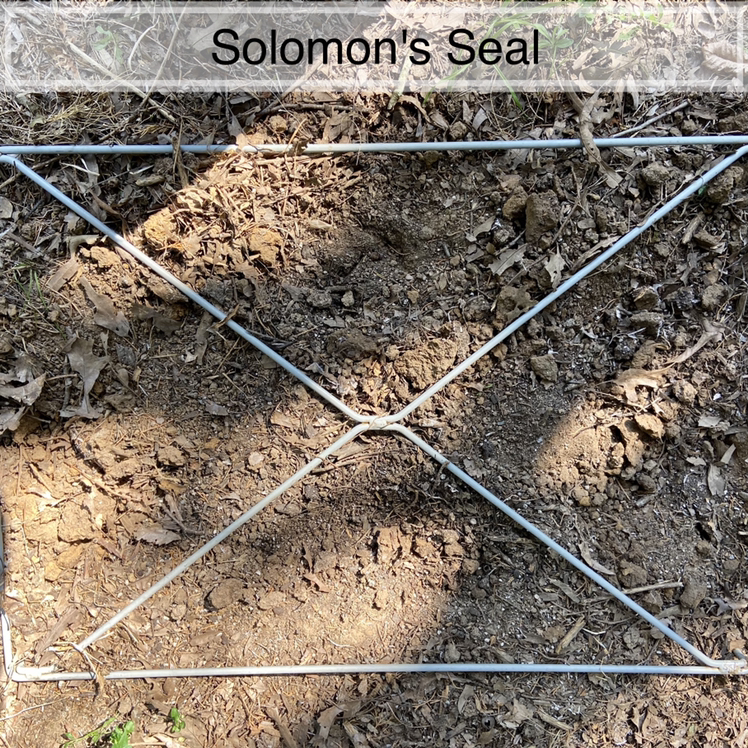 Outside - Solomon's Seal Rhizomes￼