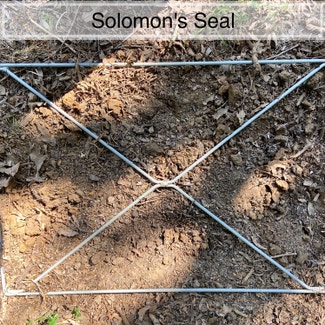 Solomon's Seal plant in Memphis, Tennessee