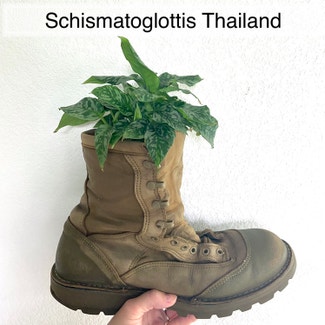 Schismatoglottis Thailand plant in Memphis, Tennessee