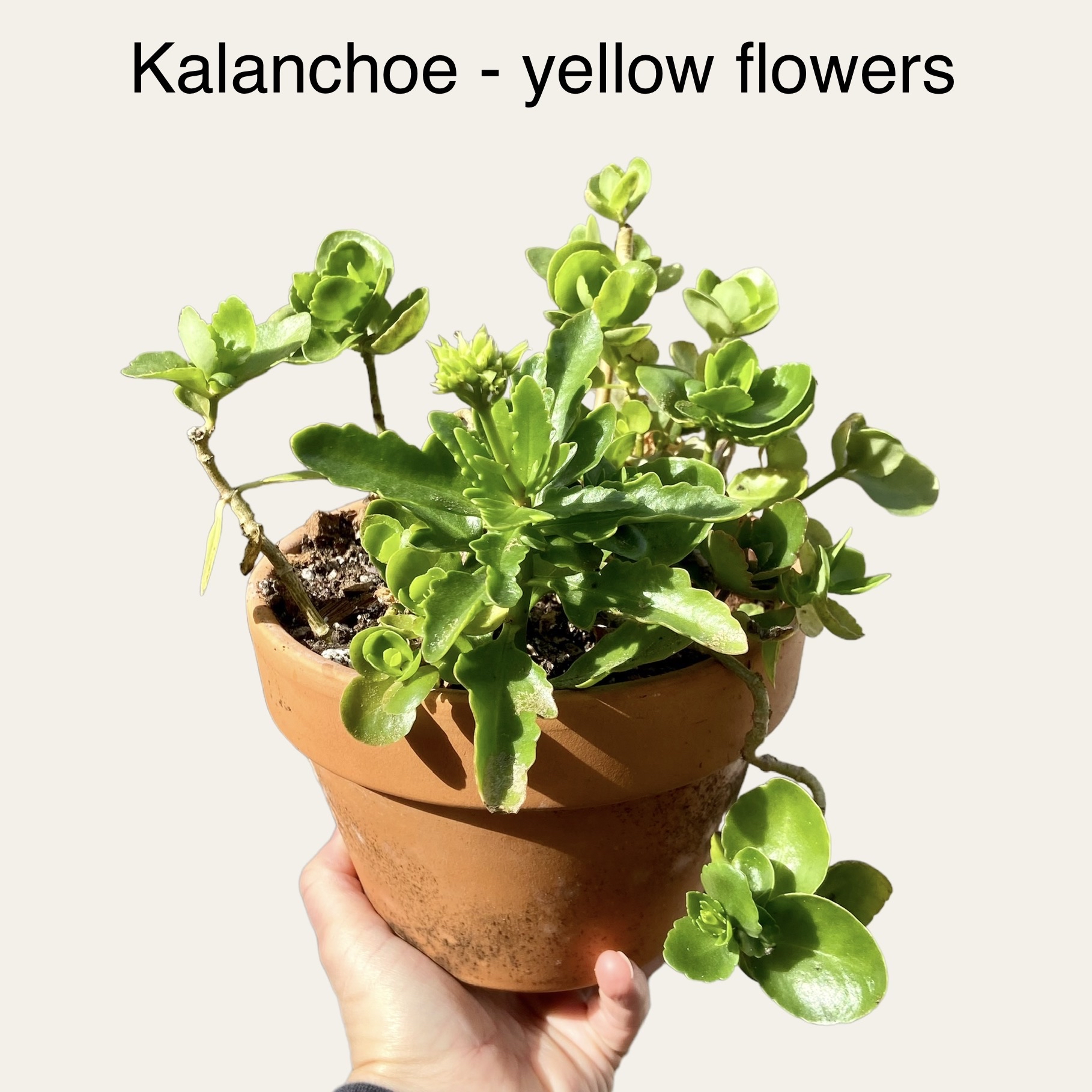 Florist Kalanchoe plant photo by @sarah10orio named GH - Kalanchoe (yellow) on Greg, the plant care app.