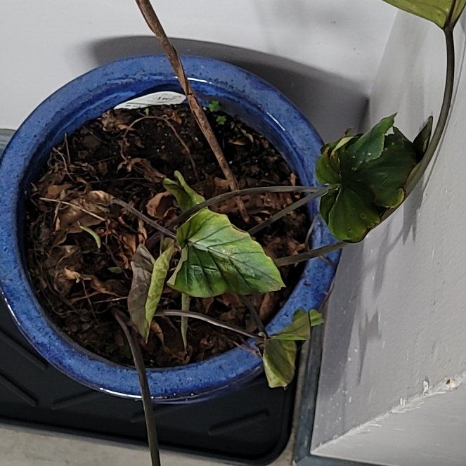Photo of the plant species Coffee Cups by @FamedInchworm named Einstein on Greg, the plant care app