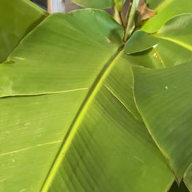 Photo of the plant species Ice Cream Banana by @DeanPurplecoral named Prince on Greg, the plant care app